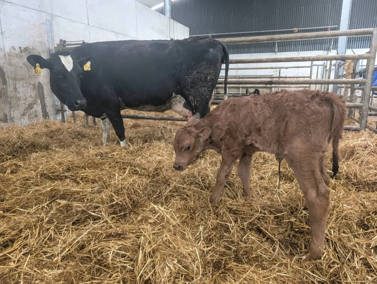 Cow and calf - Image 1