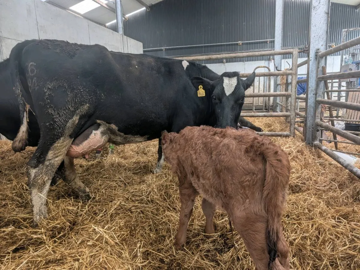 Cow and calf - Image 2