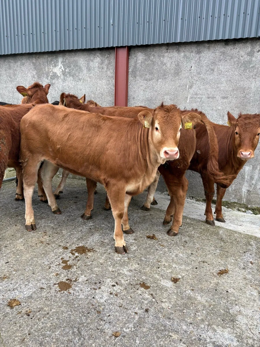 6 x limousin heifers lmx & lm 350kgs - Image 1