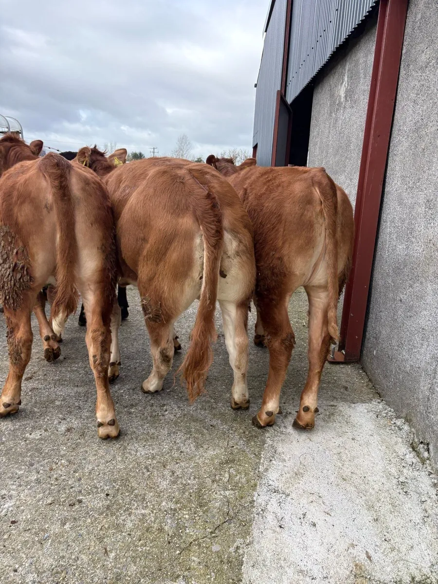 6 x limousin heifers lmx & lm 350kgs - Image 3