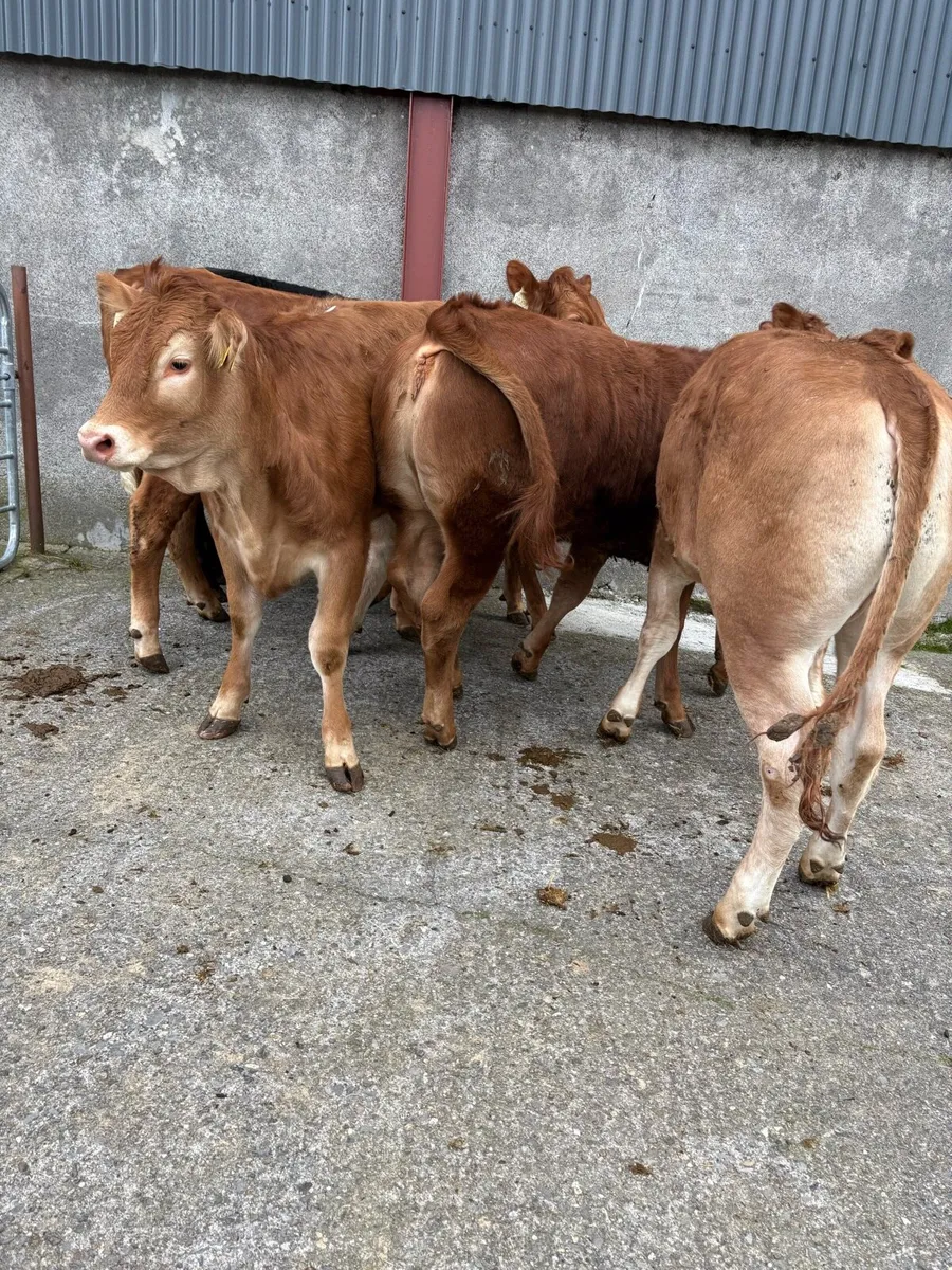 6 x limousin heifers lmx & lm 350kgs - Image 4