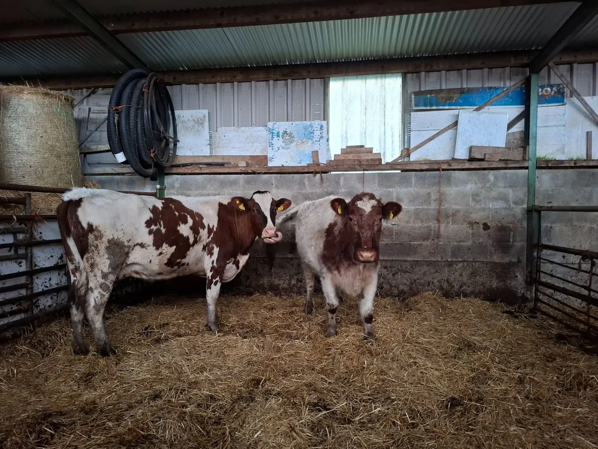 Organic Cows Full Symbol - Image 1