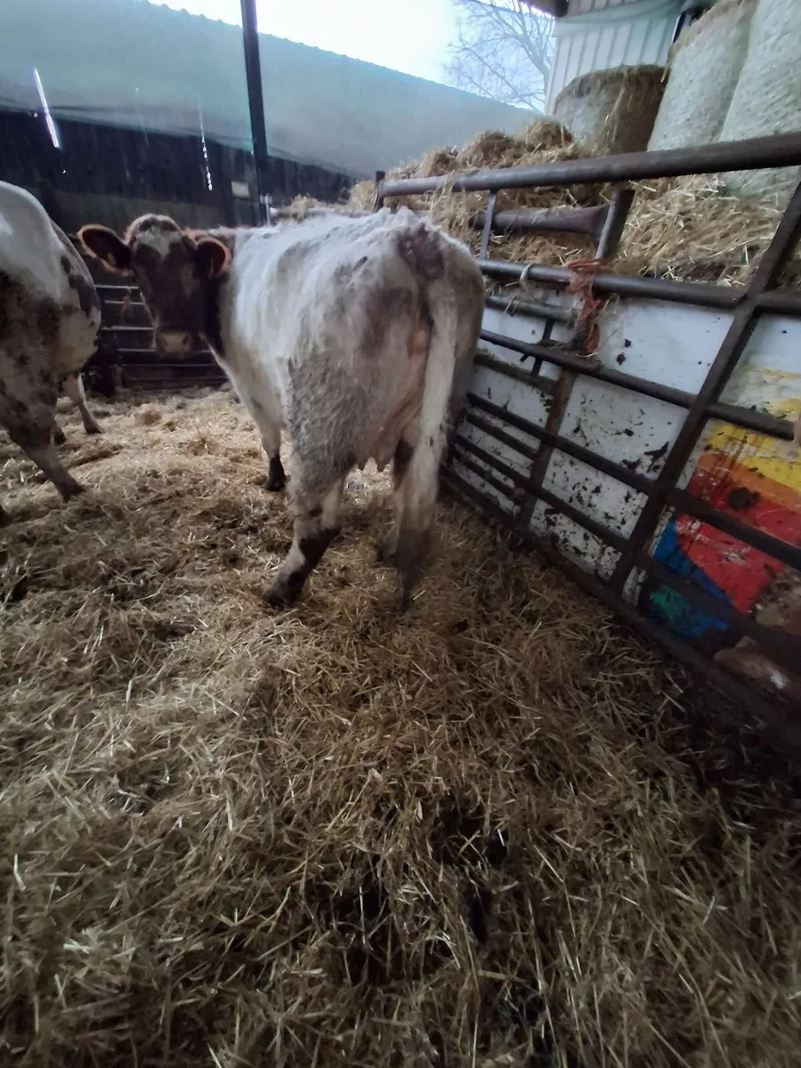 Organic Cows Full Symbol - Image 2