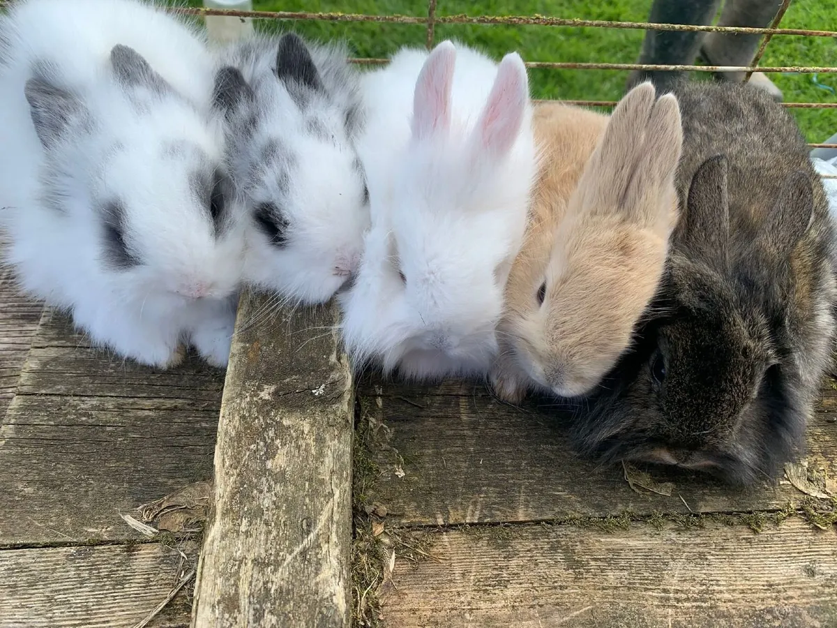 Rabbits - Image 1