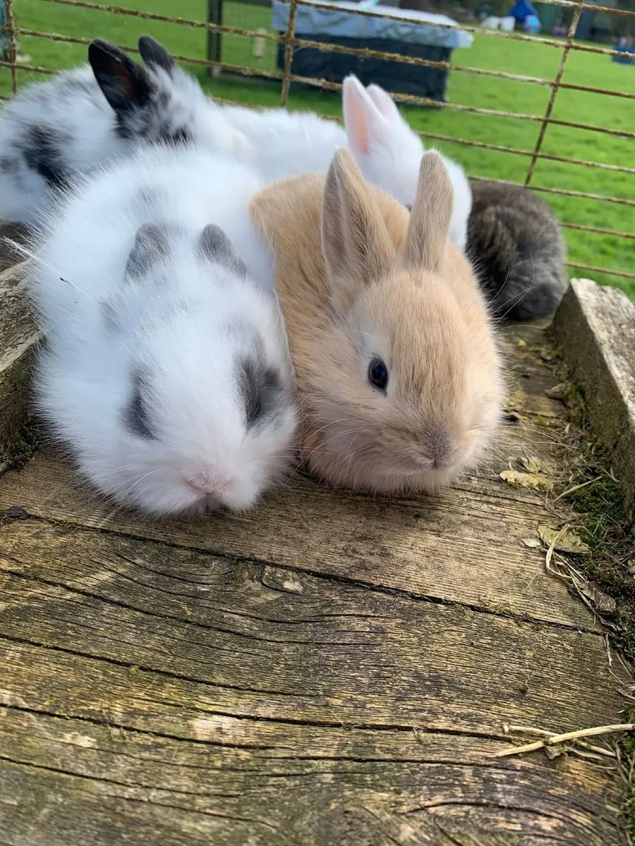 Rabbits - Image 2