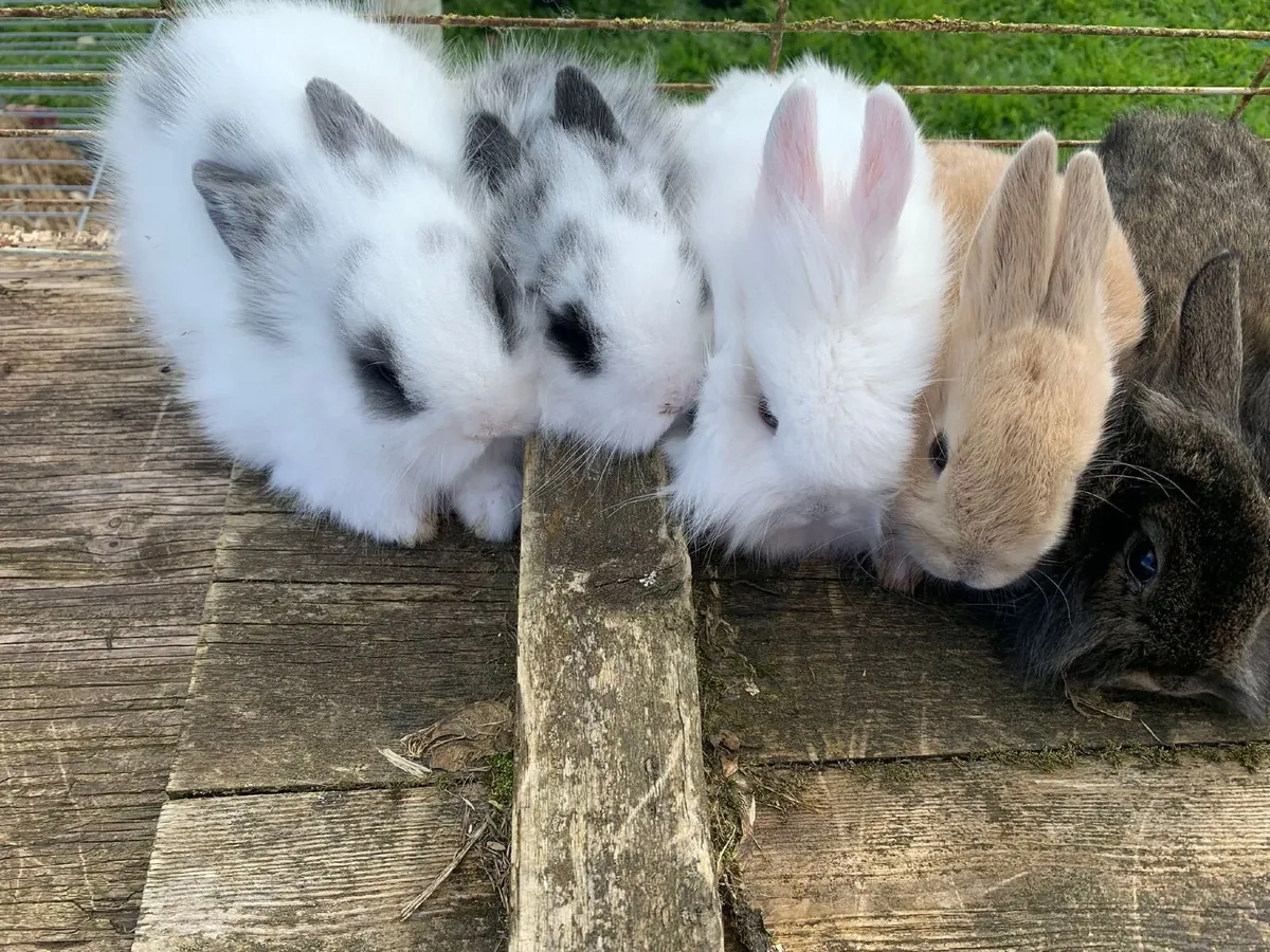 Rabbits - Image 4