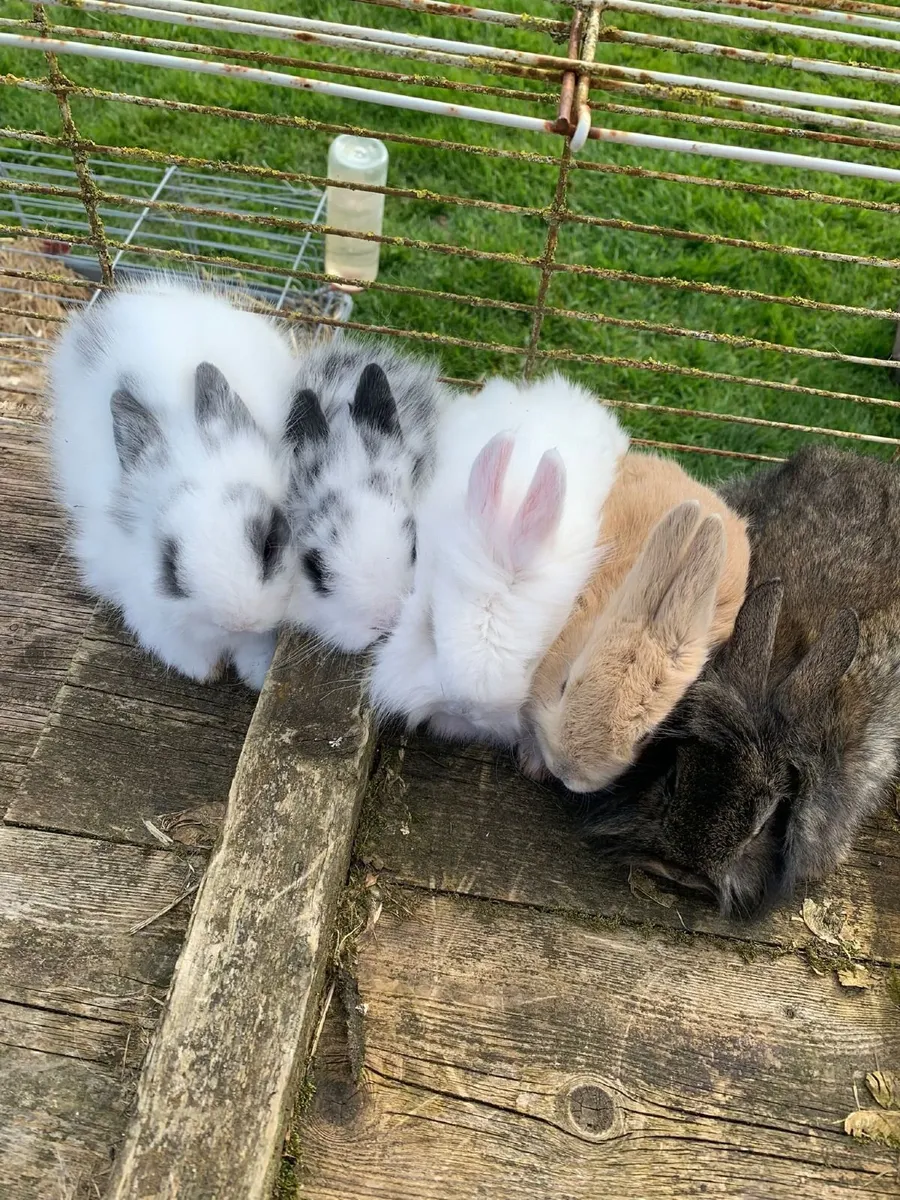 Rabbits - Image 3