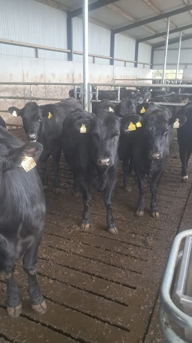 12 Angus heffirs - Image 2