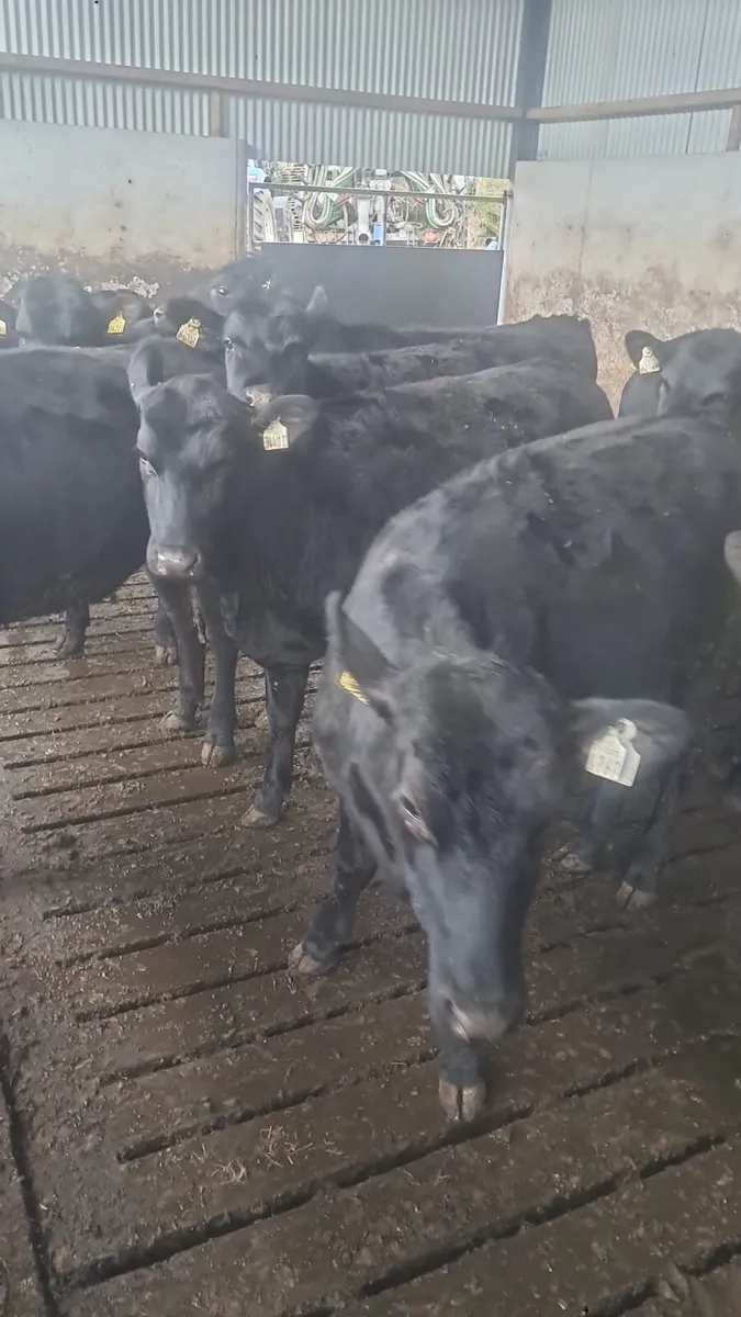 12 Angus heffirs - Image 3