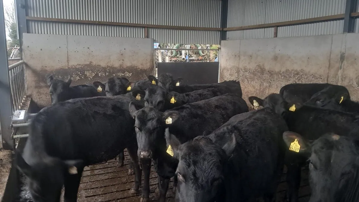 12 Angus heffirs - Image 4