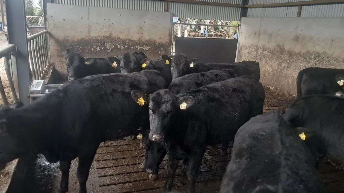 12 Angus heffirs - Image 1