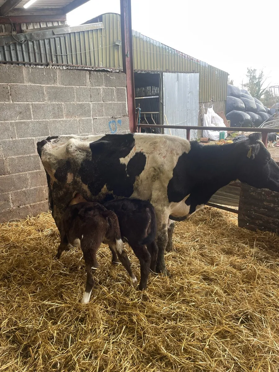 Friesian Cow and two limousine calves - Image 3