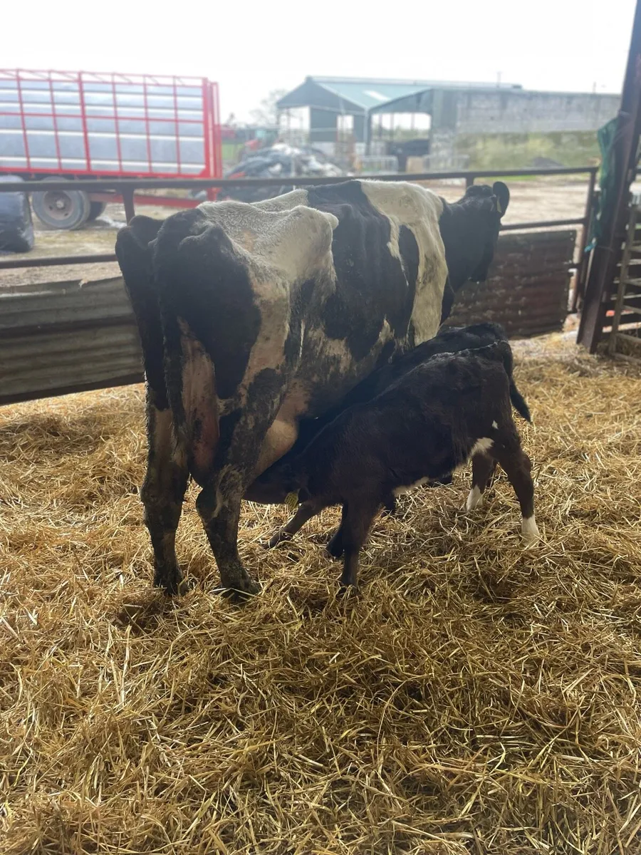Friesian Cow and two limousine calves - Image 1