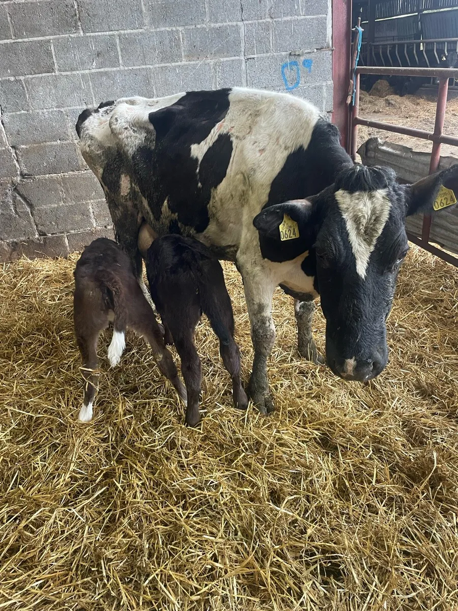 Friesian Cow and two limousine calves - Image 2