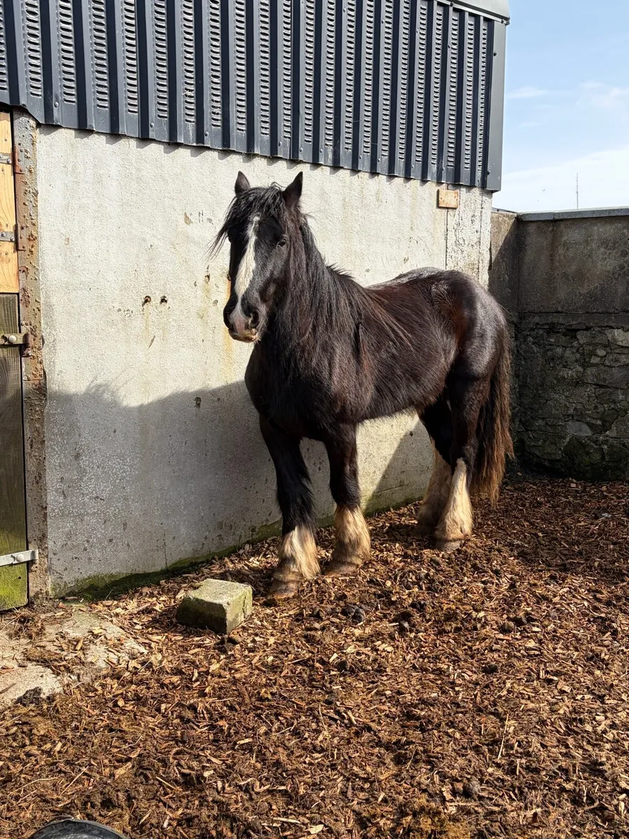 3 year old cob gelding’s - Image 3