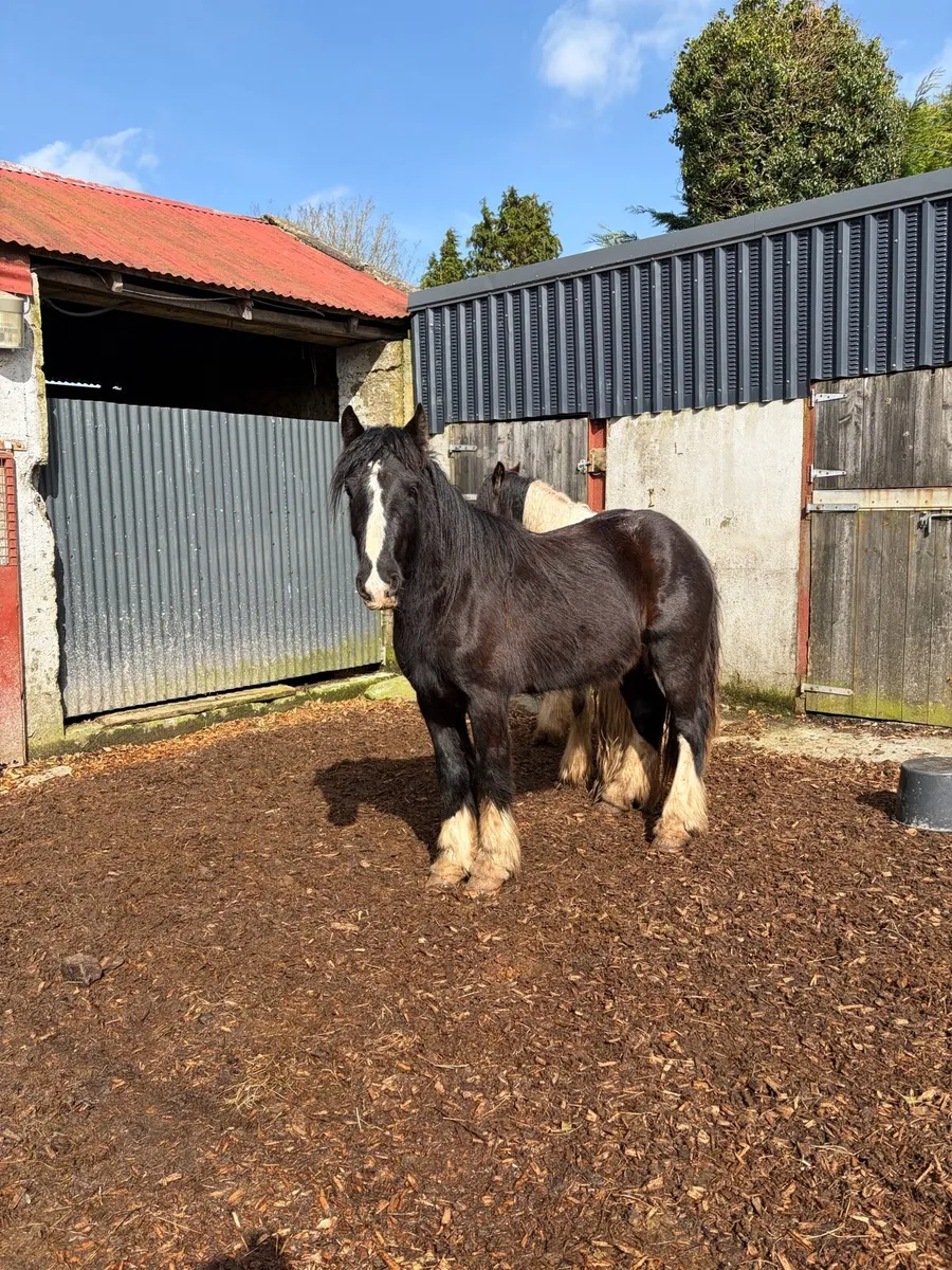 3 year old cob gelding’s - Image 4