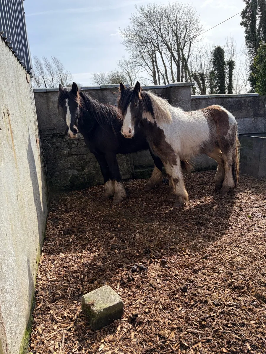 3 year old cob gelding’s - Image 1
