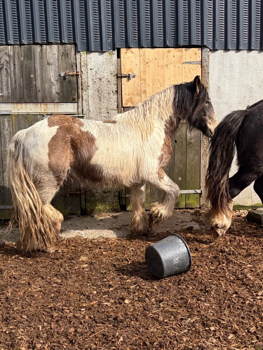 3 year old cob gelding’s - Image 2