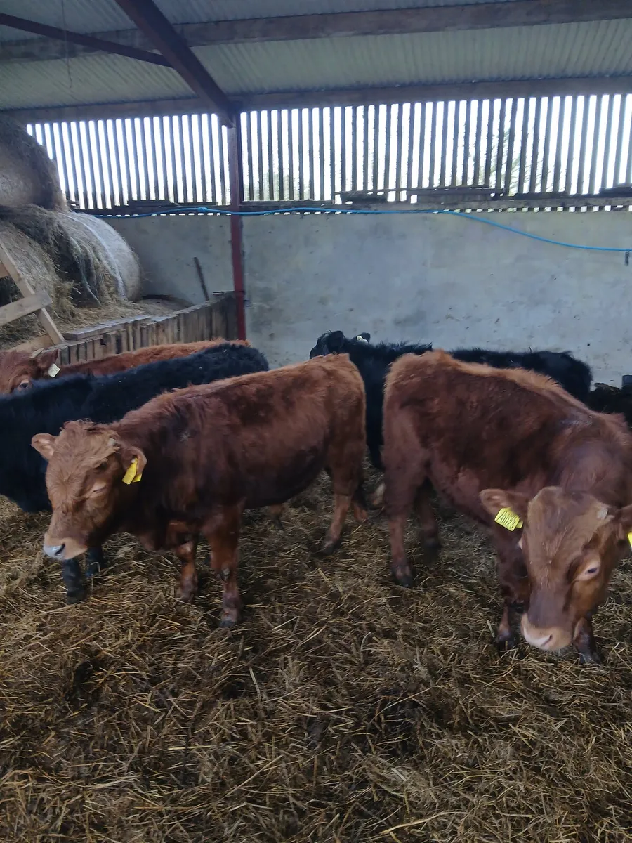 Organic Dexter Cattle - Image 2