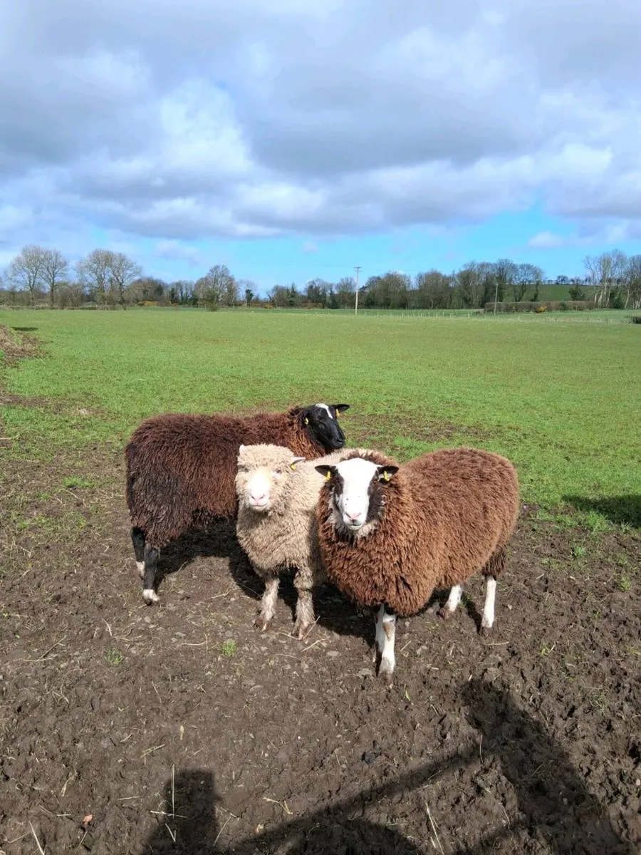 Dorset / zwartble rams (NEED GONE) - Image 1