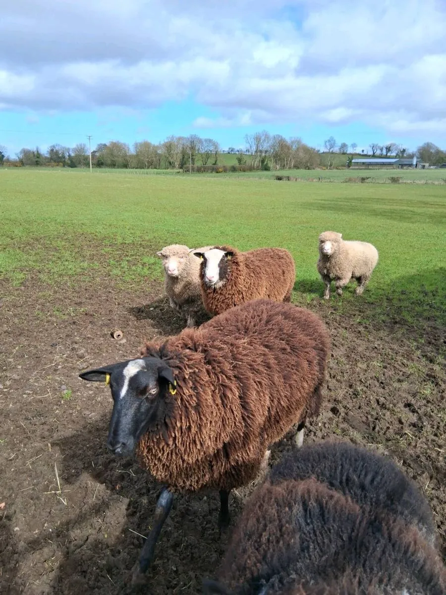 Dorset / zwartble rams (NEED GONE) - Image 2