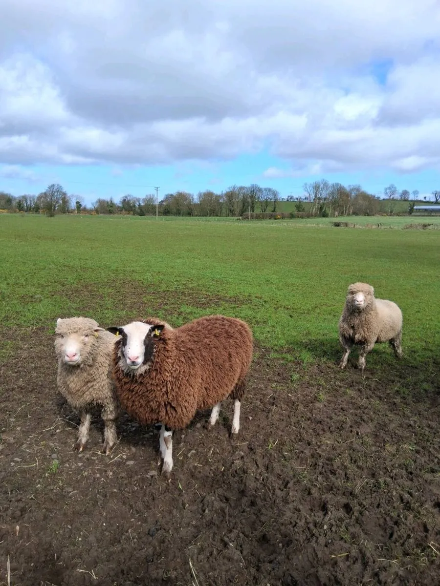 Dorset / zwartble rams (NEED GONE) - Image 3