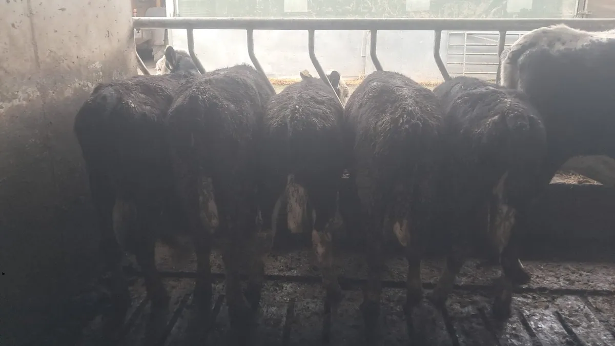 Hereford heifers - Image 1