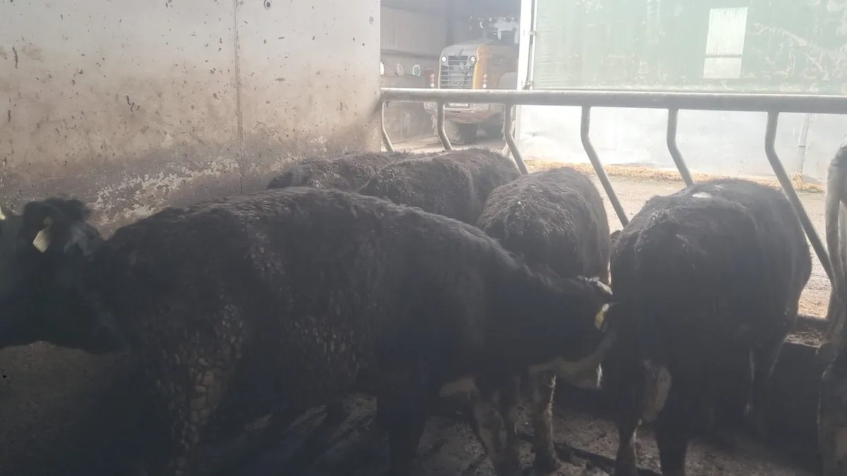 Hereford heifers - Image 2