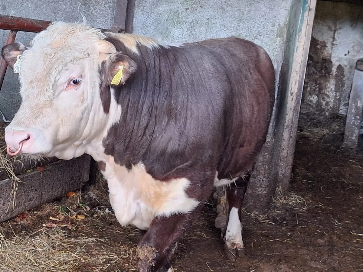 PBR Hereford bull - Image 1