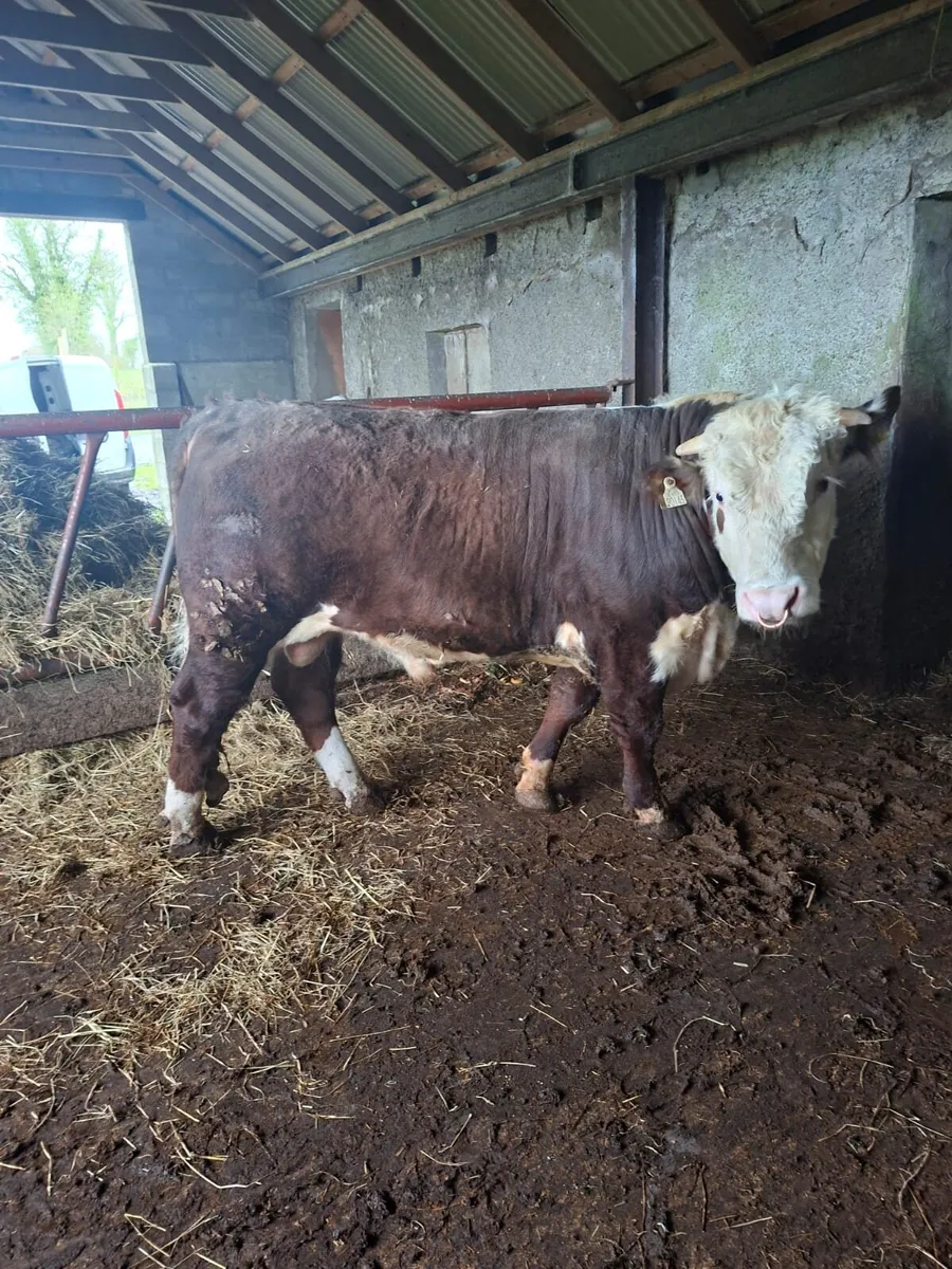 PBR Hereford bull - Image 3