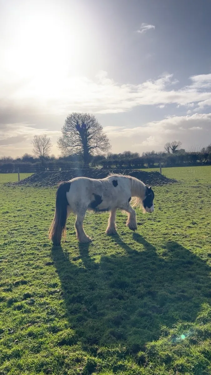 flashy Cob mare - Image 1