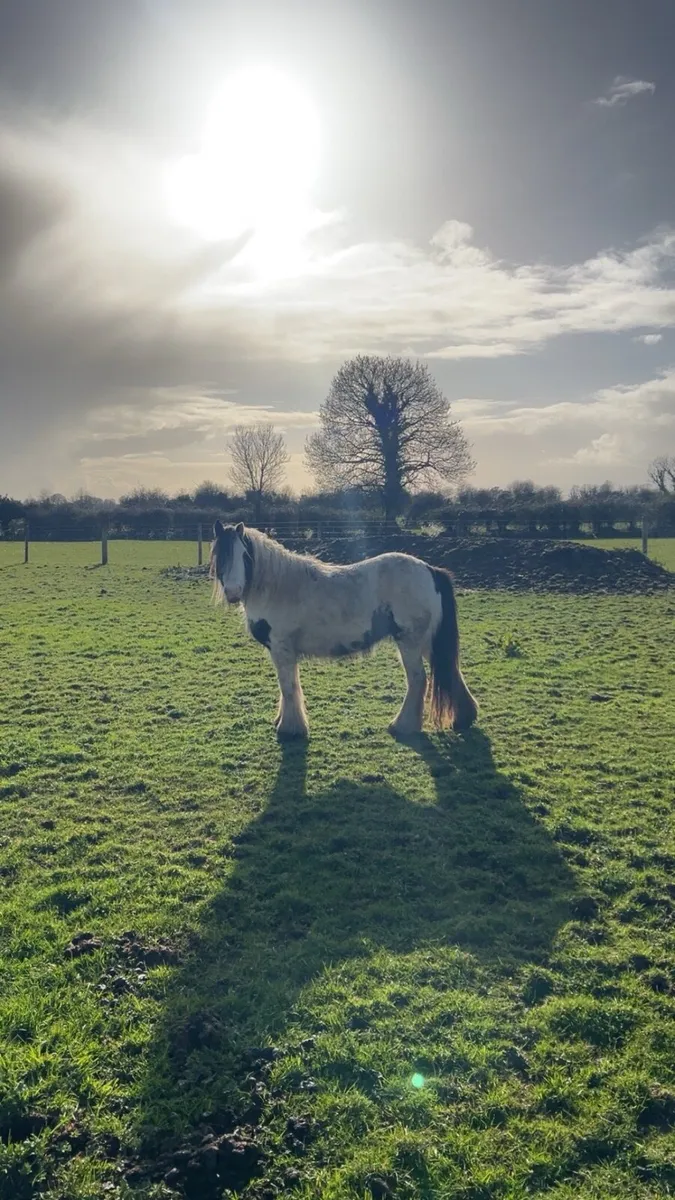 flashy Cob mare - Image 2