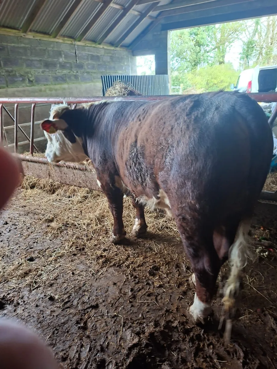 PBR Hereford bull - Image 4