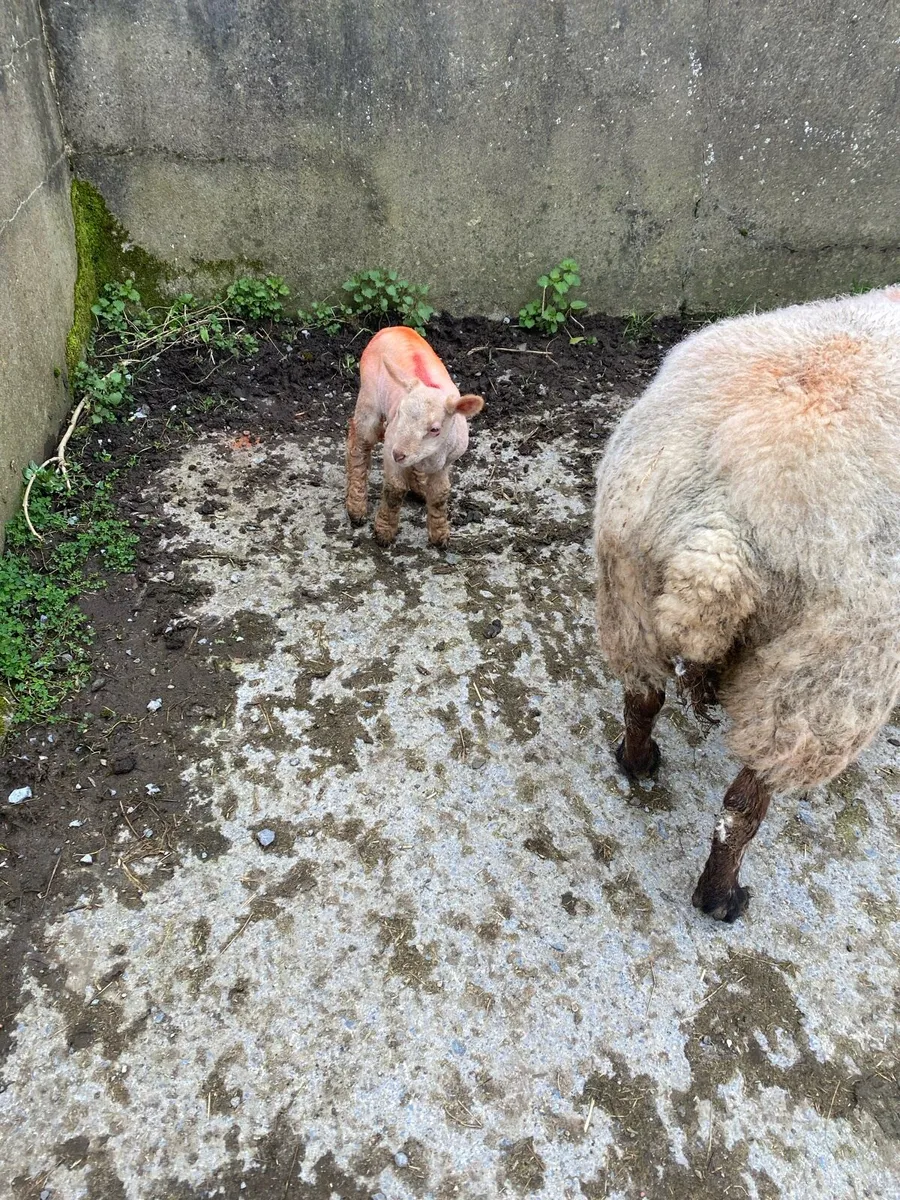 Pet Ewe lamb - Image 1