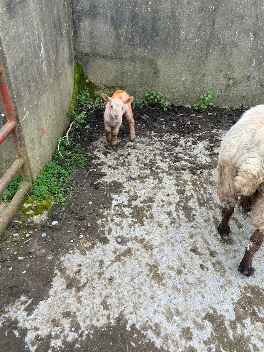 Pet Ewe lamb - Image 2