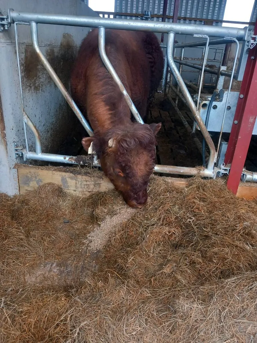 Livestock - Image 1