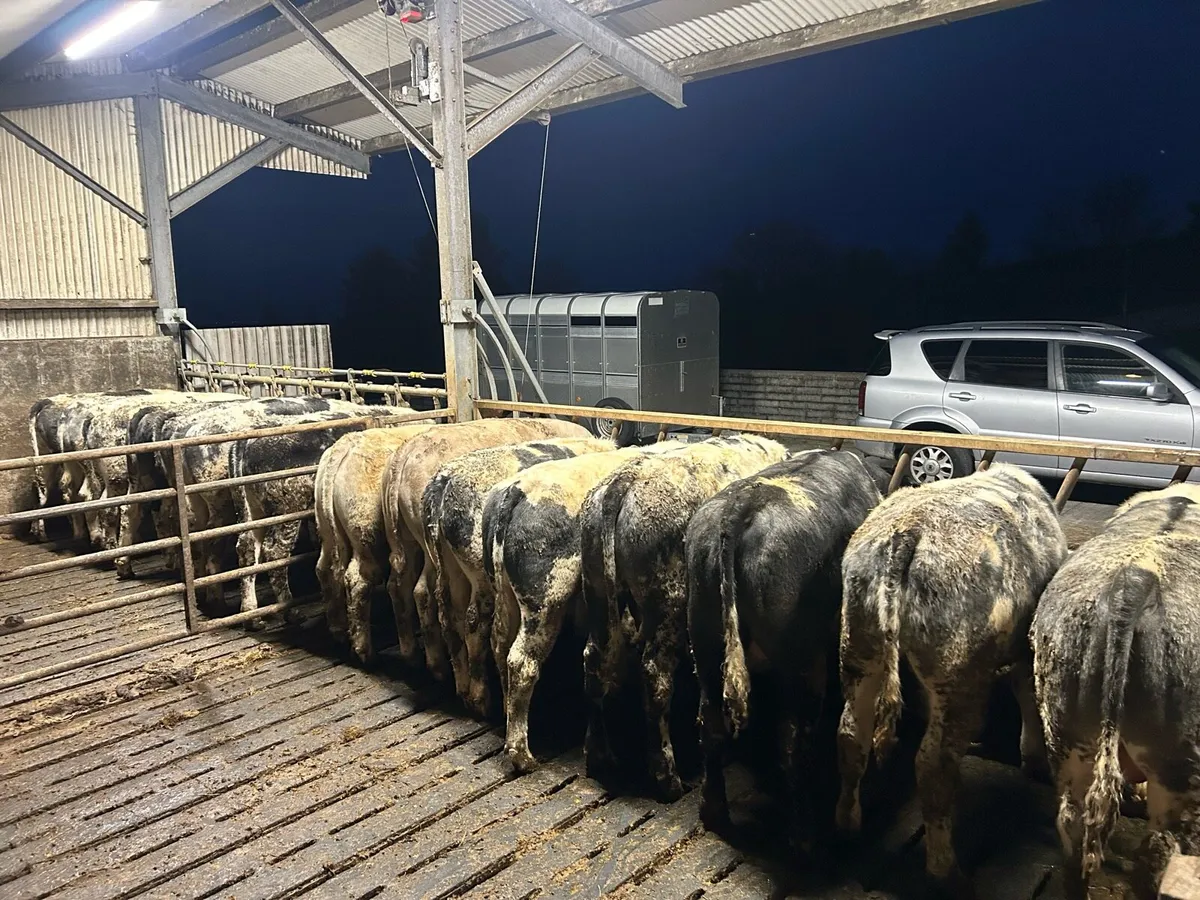 BBX bullocks for grass - Image 2