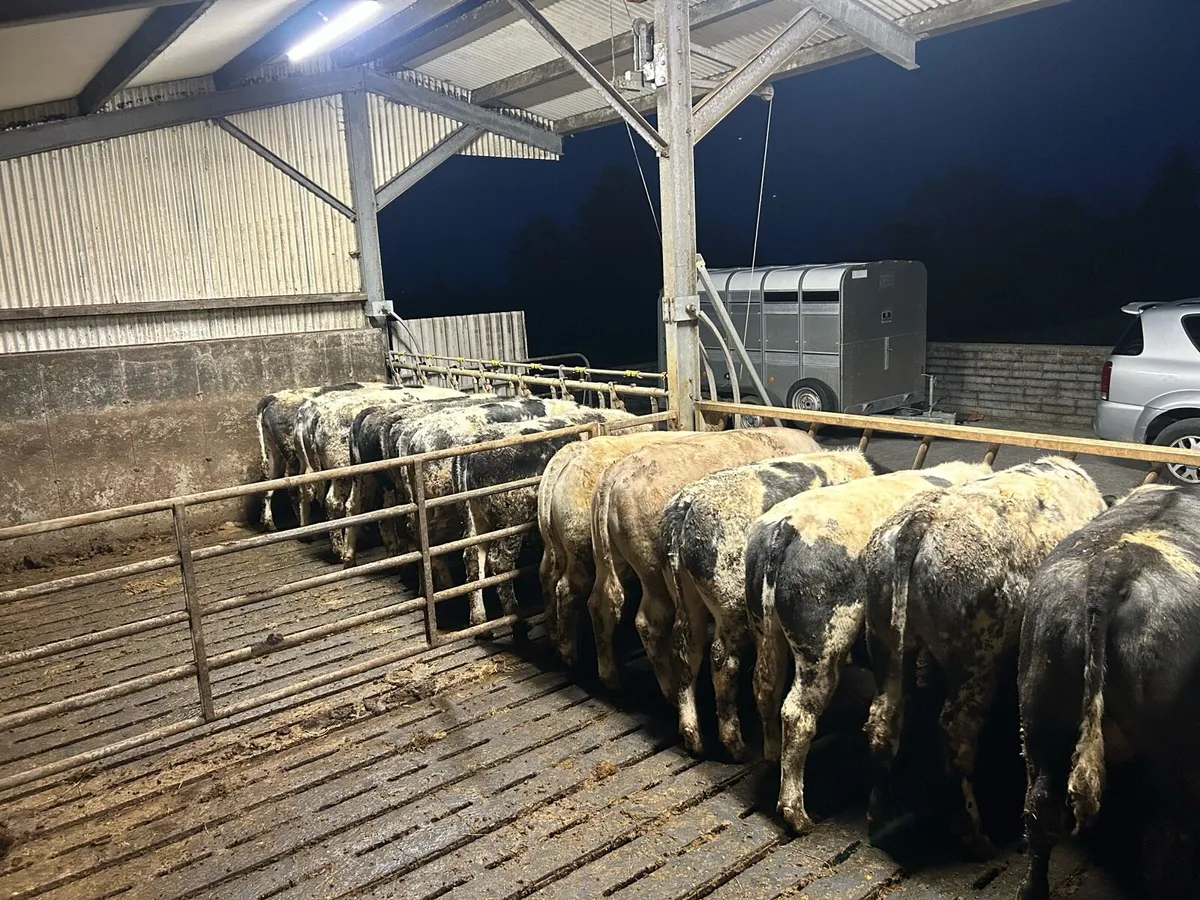 BBX bullocks for grass - Image 1