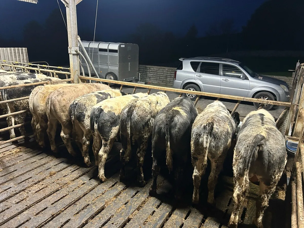 BBX bullocks for grass - Image 3