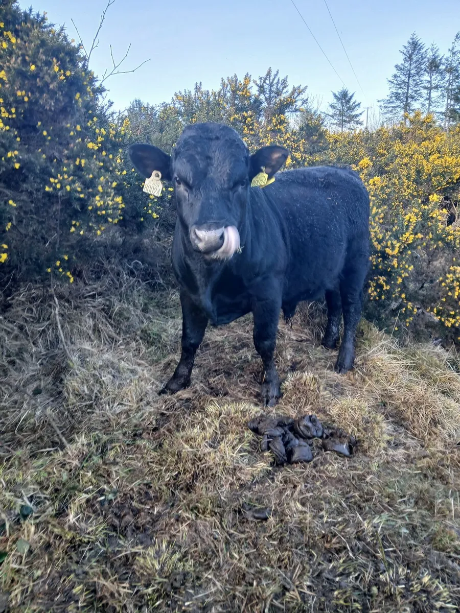 Organic Dexter Cattle - Image 1