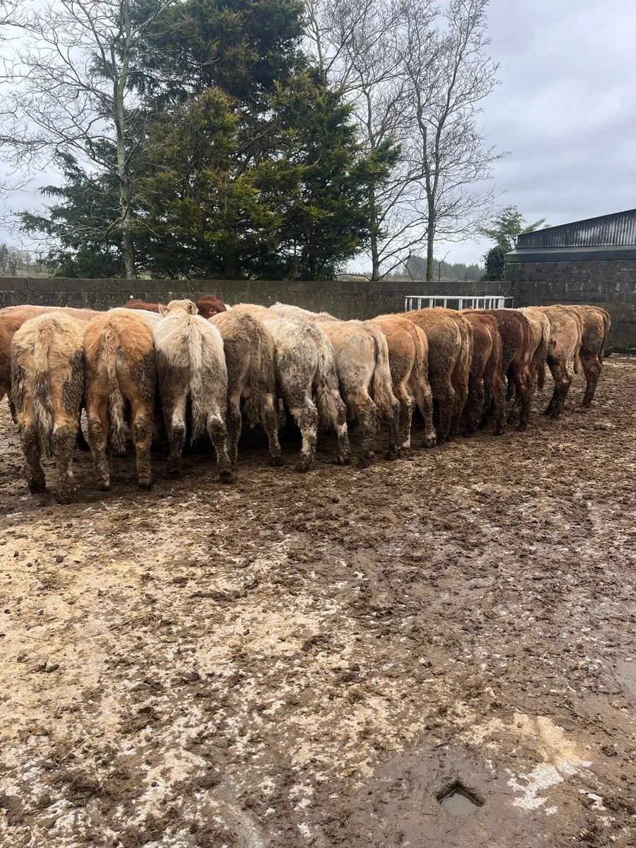 20 yearling bullocks - Image 1