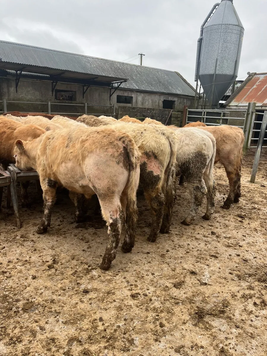 20 yearling bullocks - Image 3