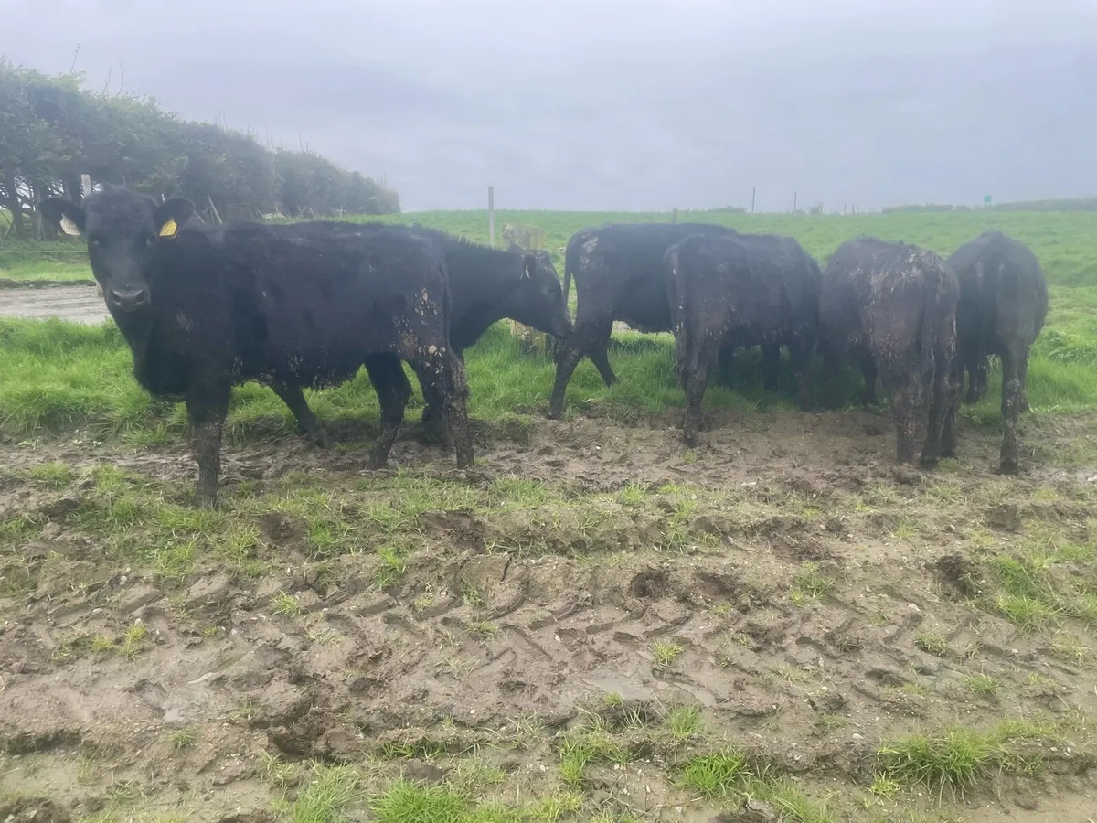 Angus yearling heifers - Image 3