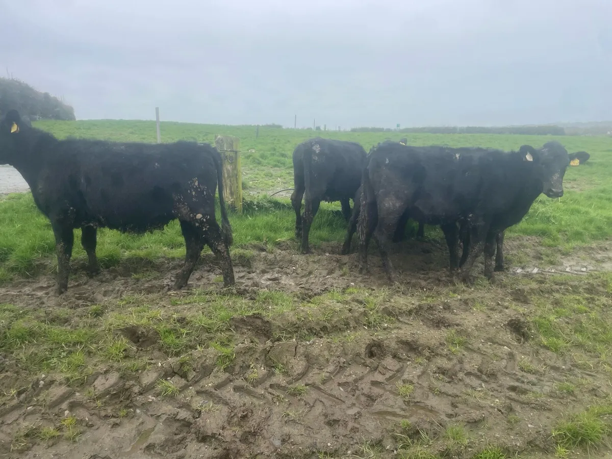 Angus yearling heifers - Image 4