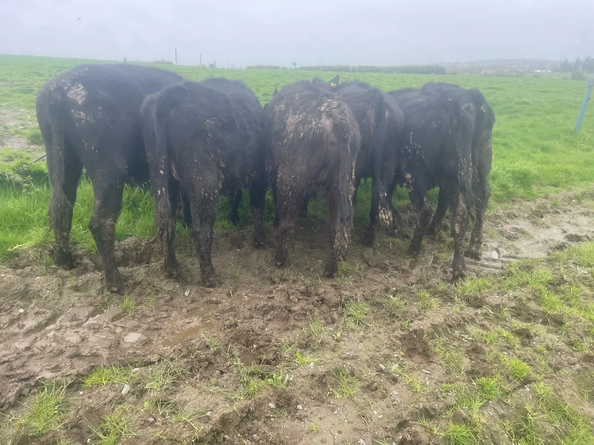 Angus yearling heifers - Image 1