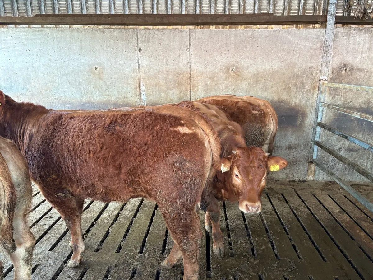 Roscommon mart show and sale. Tuesday 31st March - Image 1