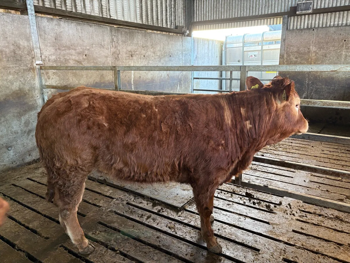 Roscommon mart show and sale. Tuesday 31st March - Image 2