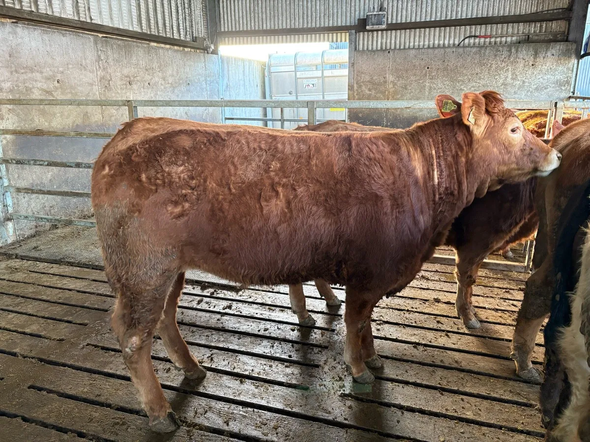 Roscommon mart show and sale. Tuesday 31st March - Image 3