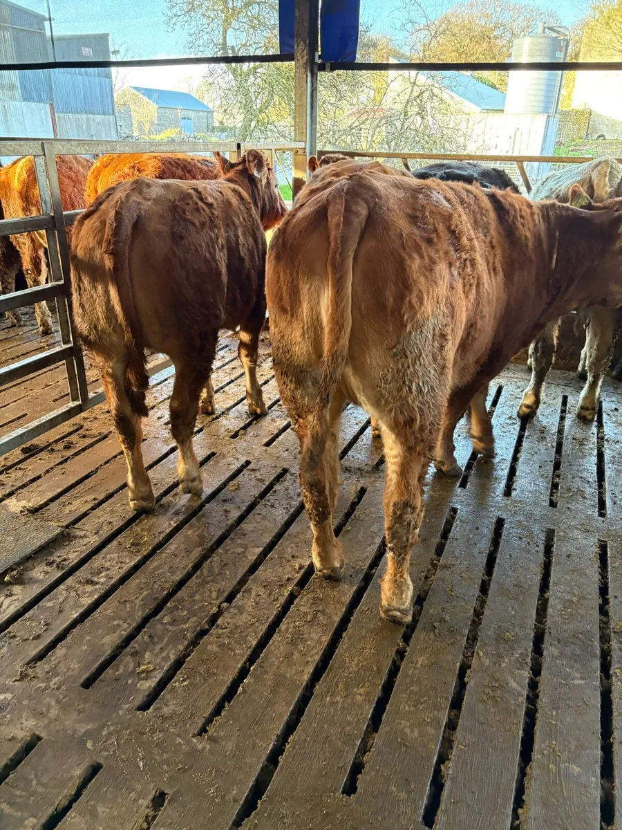 Roscommon mart show and sale. Tuesday 31st March - Image 4