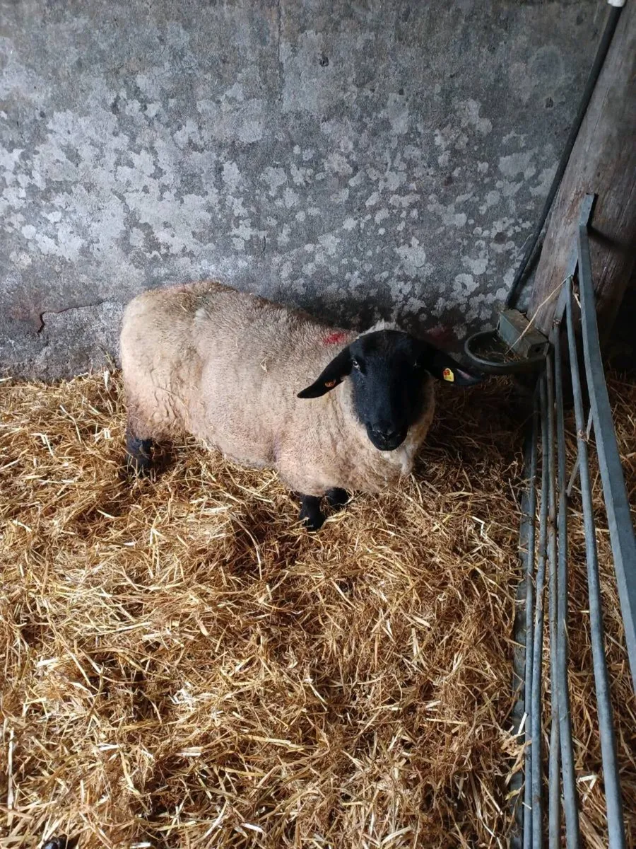 Foster ewe - Image 1